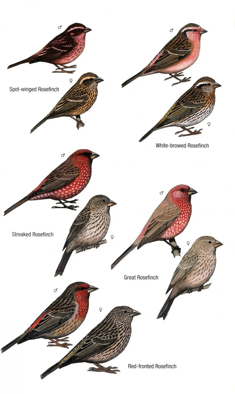 Birds of Bhutan and the Eastern Himalayas BIBLIONEPAL