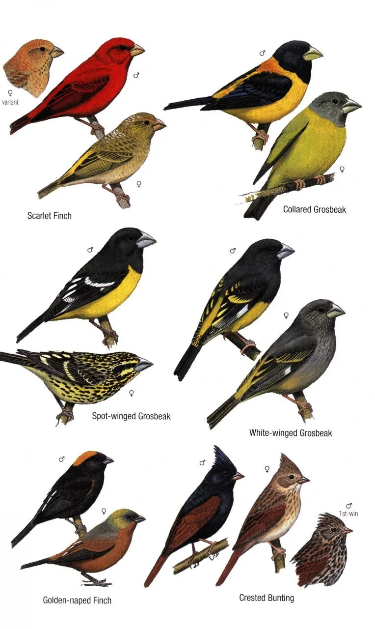 Birds of Bhutan and the Eastern Himalayas BIBLIONEPAL