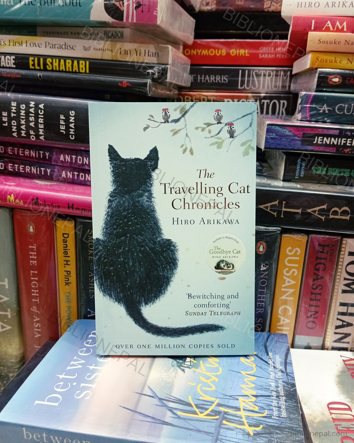 Photoshoot of The Travelling Cat Chronicles by Hiro Arikawa